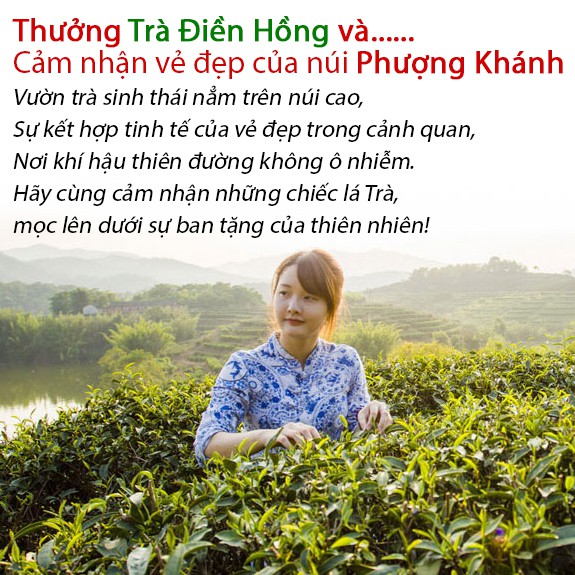 Trà Đen Điền Hồng