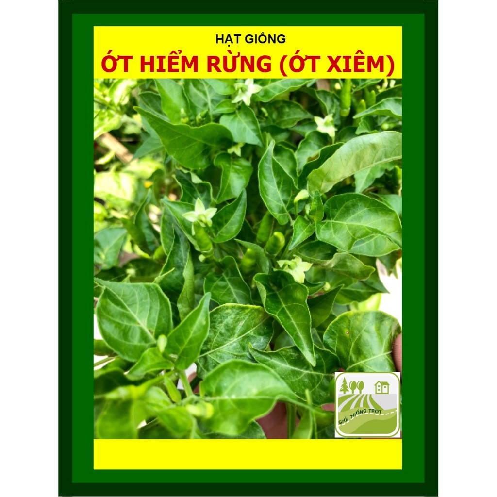 Hạt Giống Ớt Xiêm Ớt Hiểm Rừng