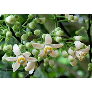 TINH DẦU HOA BƯỞI