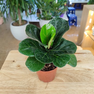 Bàng singgapore phong thủy để bàn cực xinh chậu 10cm cao 20