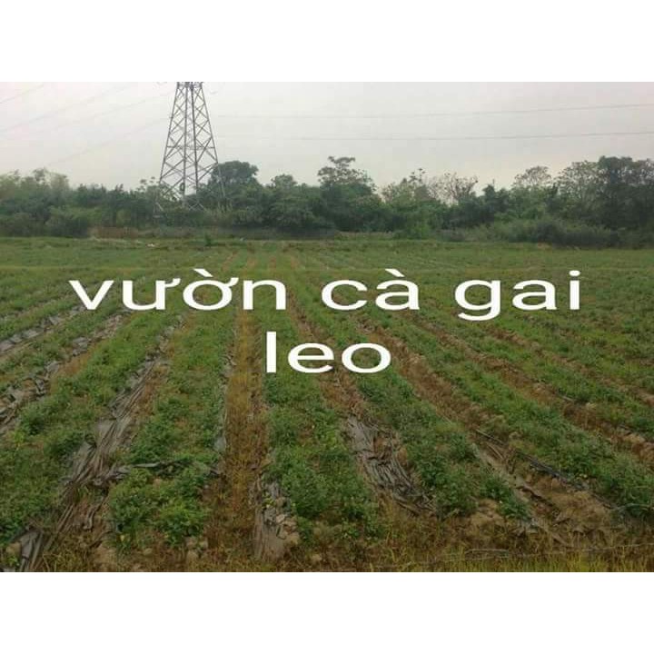cà gai leo khô | BigBuy360 - bigbuy360.vn