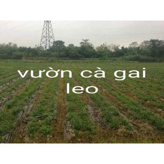 cà gai leo khô