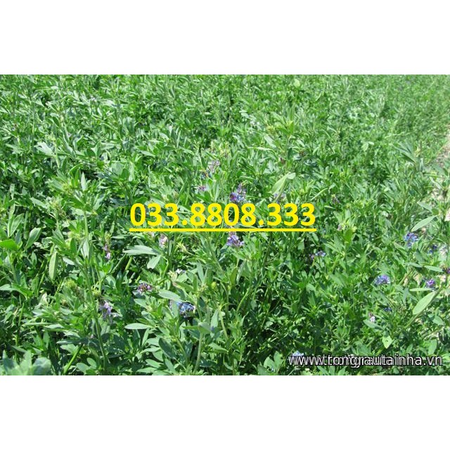 Hạt cỏ chăn nuôi ALFALFA Linh Lăng - Cỏ Họ Đậu (gói 50g)- Hạt Giống Cỏ Chăn Nuôi Trâu-bò-dê-cừu-cá