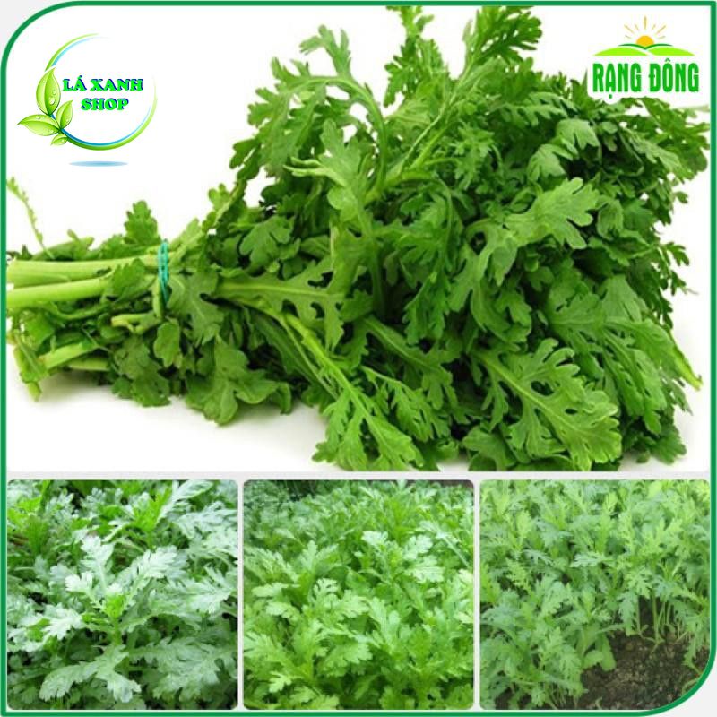 Hạt giống Rau Tần Ô (Rau Cúc Tẻ) Trồng Quanh Năm, Sinh Trưởng Khỏe (gói 20 gram) - Hạt giống Rạng Đông