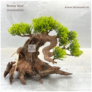 LŨA BONSAI CHO HỒ THỦY SINH SIZE NHỎ