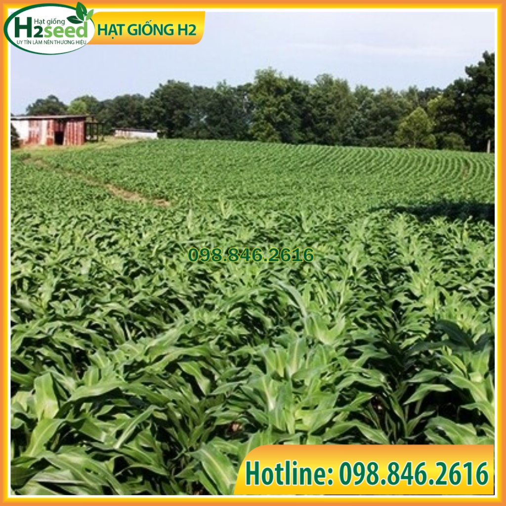 Hạt giống cỏ Lai Sudan Super BMR - gói 50g siêu dinh dưỡng dùng trong chăn nuôi trâu, bò, cá, thỏ...