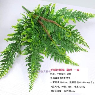 cụm dương xỉ mềm