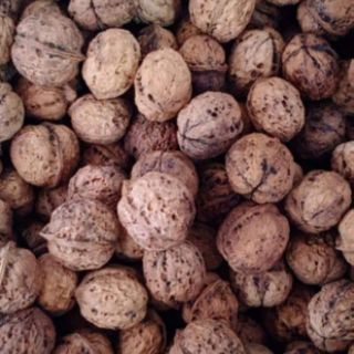 Combo 2kg óc chó nếp rừng( tặng 1 kìm tách vỏ)