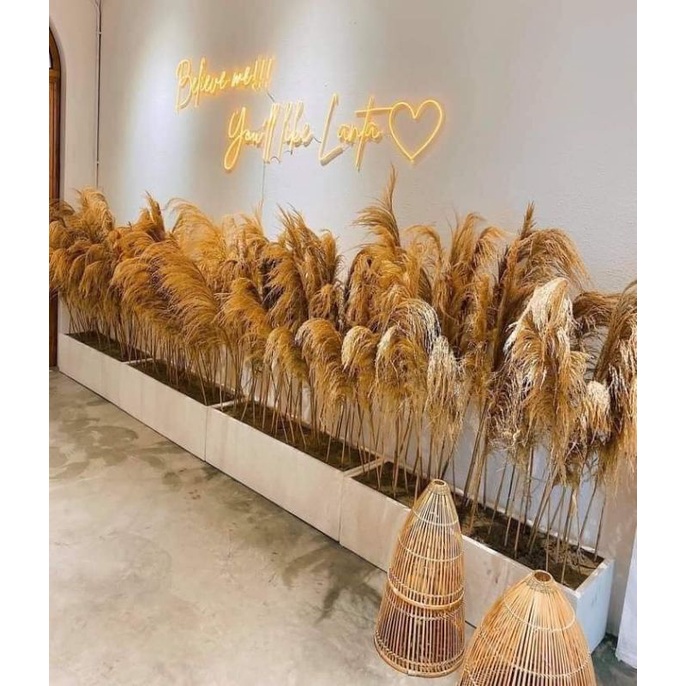 Cành sậy khô màu tự nhiên , combo 5 cành