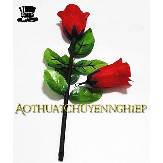 Ảo thuật hoa hồng hồi sinh  loại cao cấp mẫu hoa đẹp bung mạnh chuẩn