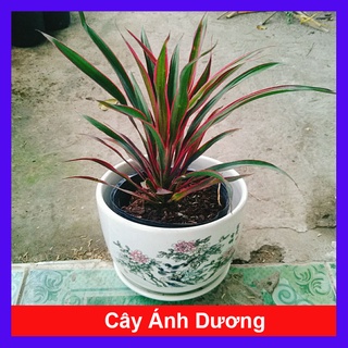 Cây Ánh Dương - cây cảnh để bàn