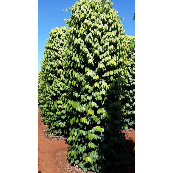 Tiêu giống Ăn Hạt