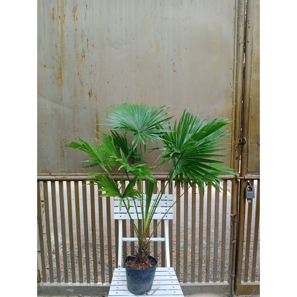 Cây cọ ta 60-70cm (size lớn)-chỉ giao hỏa tốc HCM