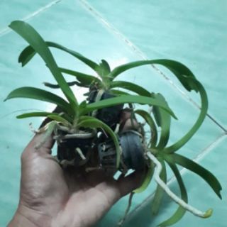 combo 6 cây lan Ngọc điểm giống