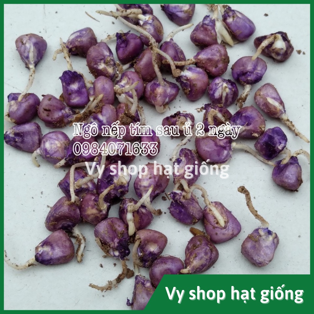 Hạt giống ngô nếp tím  Thái Lan gói 80 hạt