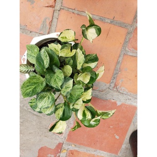 Cây trầu bà Trầu Bà Manjula Pothos(tặng kèm phân bón)