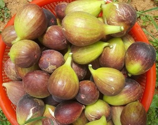Cây sung mỹ tím