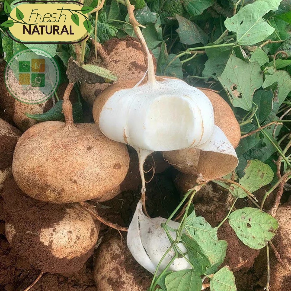 Hạt giống củ đậu Đài Loan, giòn ngọt năng suất cao