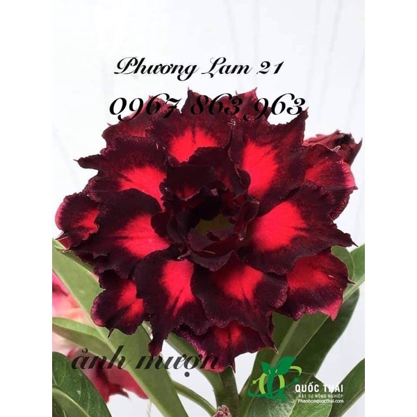 Bộ Đôi Phân Bón Lá Kích Thích Sinh Trưởng Atonik và Chất Dưỡng Hoa Lâu Tàn