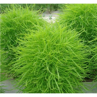 Hạt giống cỏ đổi màu - 50 hạt giá sỉ