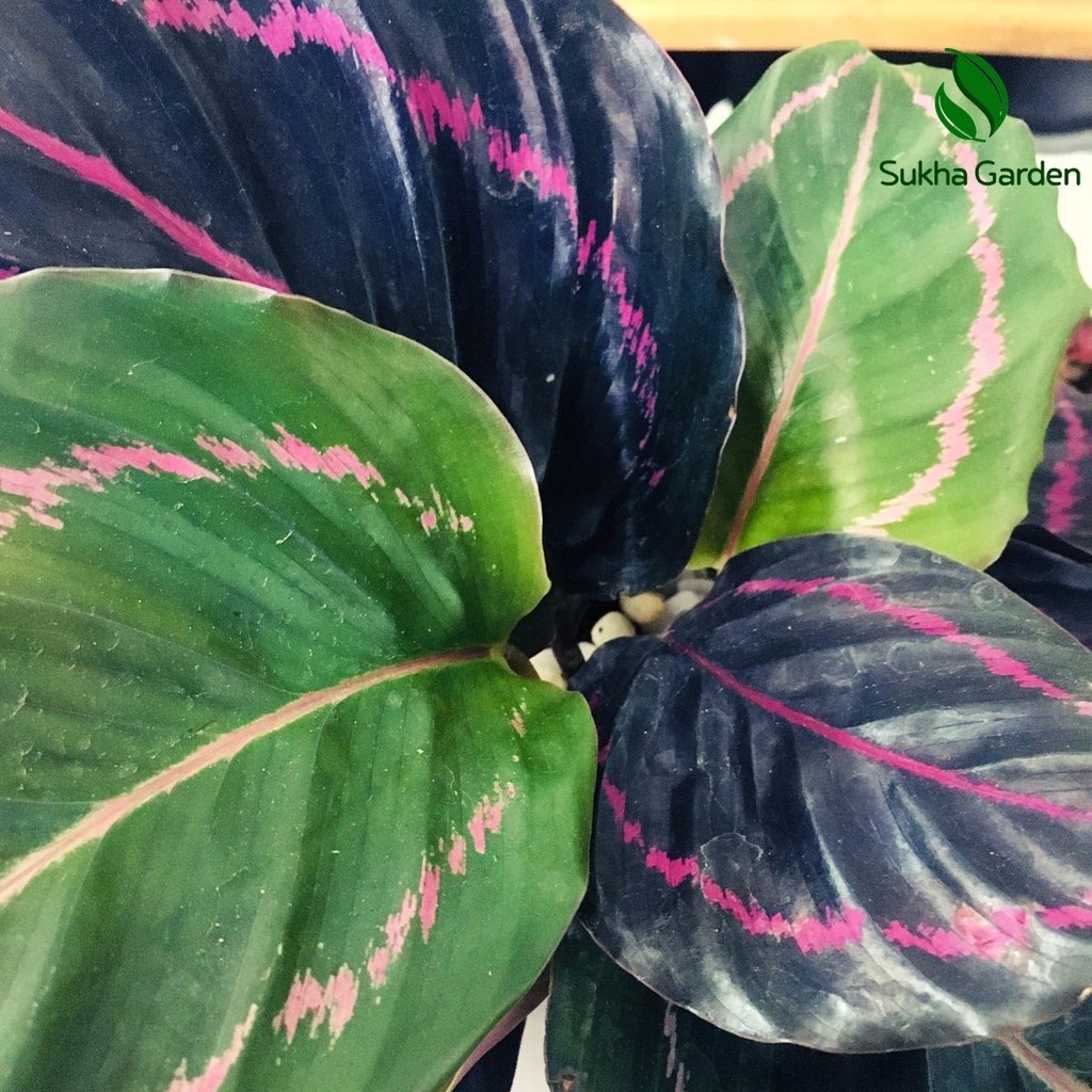 Cây Đuôi Công Tím Calathea Medallion để bàn kèm chậu gốm tráng men