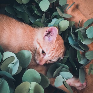 Set lá táo bạc