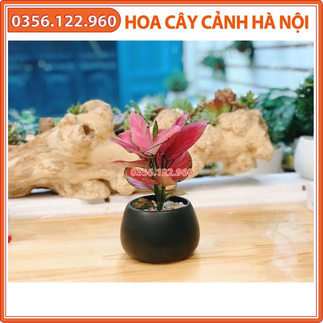 Cây vạn lộc đỏ để bàn