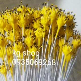 Nhụy hoa sao nhái(10sp)