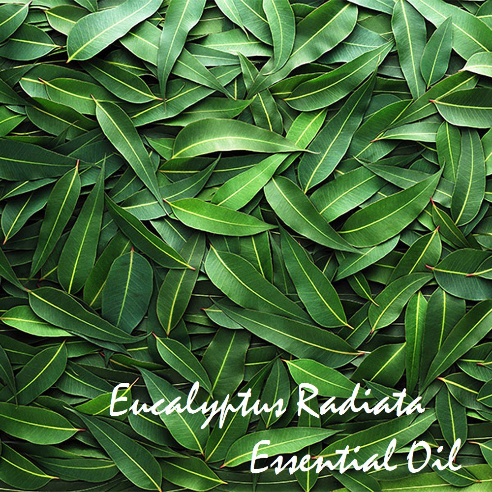 Tinh dầu Khuynh diệp Eucalyptus Radiata Essential Oil (Bạch đàn Radiata)