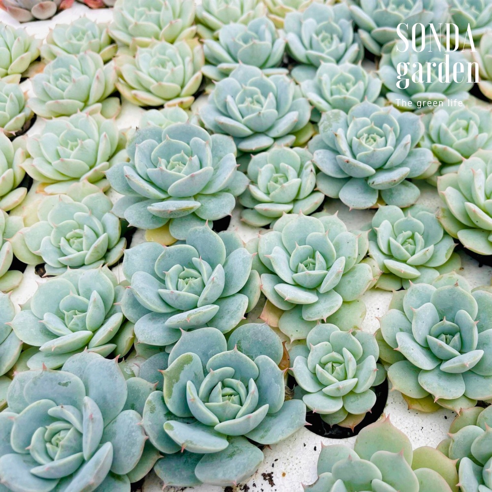 Sen đá búp bê SONDA GARDEN size mini 2.5-4cm, cây cảnh trang trí nhà cửa, lỗi 1 đổi 1