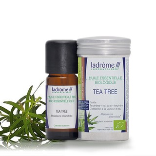 Tinh dầu organic tràm trà - tea tree