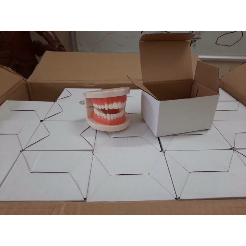 Mô hình hàm răng, góc thực hành cuộc sống