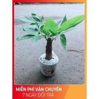 Chậu Kim Ngân 1 Thân (2)