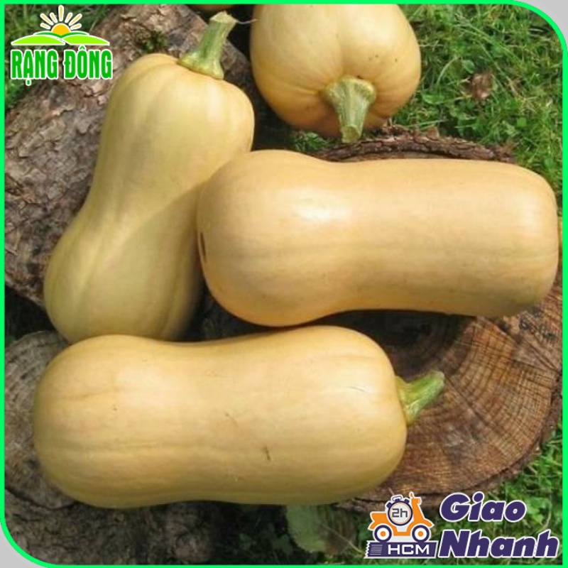 Hạt giống Bí Ngô Mỹ Da Vàng Lai F1 Trái Dẻo, Ngọt, Rất Ngon Trồng Quanh Năm - Hạt giống Rạng Đông