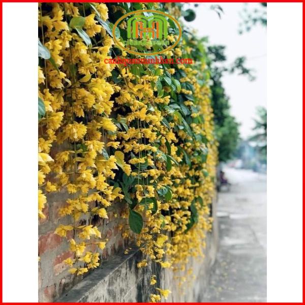 Cây lan hoàng dương chuỗi ngọc siêu hoa đem đến sự may mắn, thịnh vượng, tài lộc cho gia chủ tặng kèm phân bón