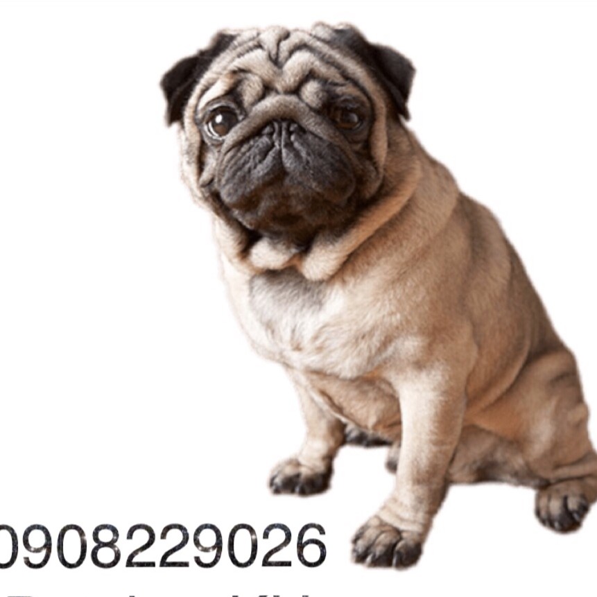 pet shop AL