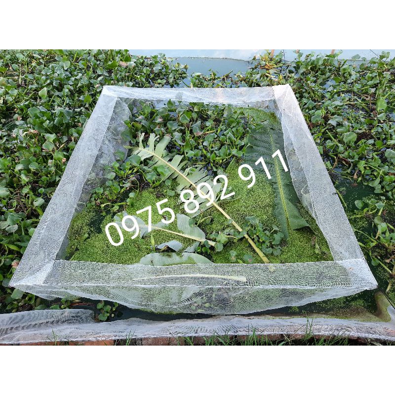 Tráng , vèo , lồng ươm bèo cám - kích thước to