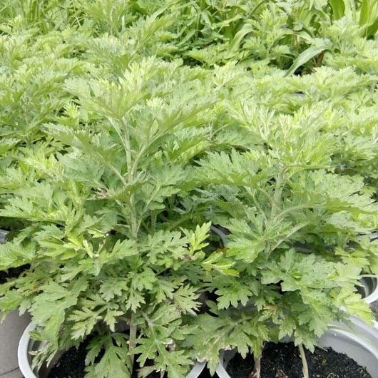 Hạt giống cây ngải cứu - 1 gói 50 hạt