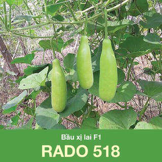 Hạt giống bầu xị lai 518