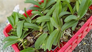 Phong lan đai châu cỡ trung