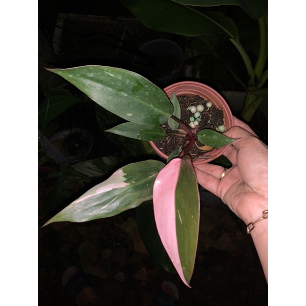 Cây Công Chúa Hồng - Philodendron pink princess  - Cây nhỏ,thuần,khoẻ,var mạnh.