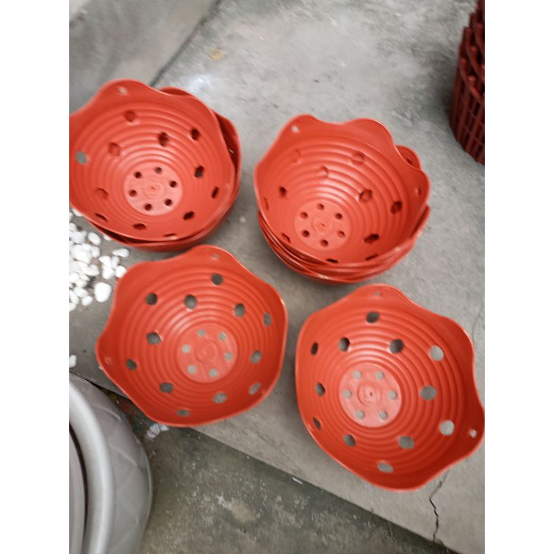 chậu trồng lan phi 20cm x10cm