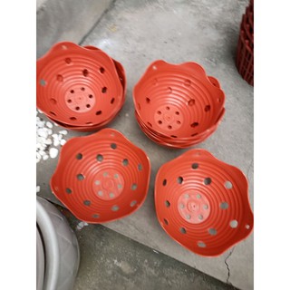 Chậu trồng lan phi 20cm x10cm