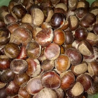 Hạt  dẻ  rừng  Trùng Khánh