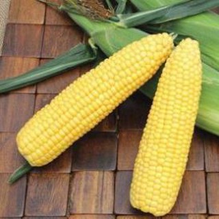 [Siêu khuyến mại] 100H - HẠT GIỐNG BẮP MĨ - NGÔ NGỌT VÀNG