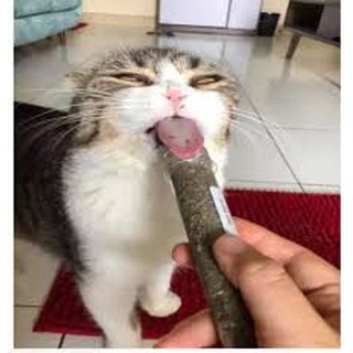 Ống Cỏ bạc hà cho mèo CAT MINT