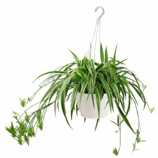 Cây Dây nhện thanh lọc không khí