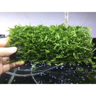 Rêu Minitaiwan trang trí hồ tép, cá cảnh, thủy sinh vỉ to