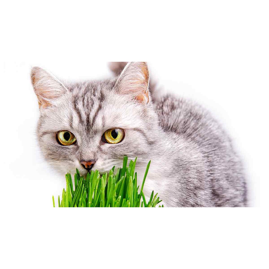[Mã PET50K giảm Giảm 10% - Tối đa 50K đơn từ 250K] cỏ lúa mạch cho mèo kích thích tiêu hóa cho mèo