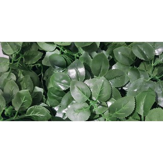 lá hồng thường 250k/kg.